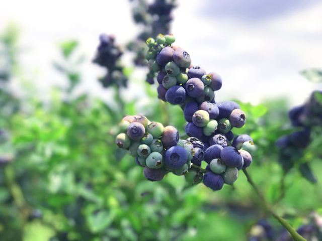 {(ln)ݮ_(ki)r(nng)a(chn)ƷԴu(y)ƷƣAЈ(chng)ه